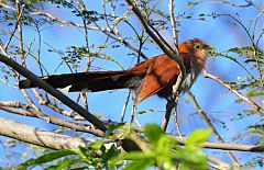 Squirrel Cuckoo