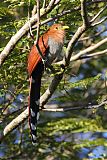 Squirrel Cuckoo