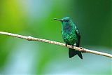 Steely-vented Hummingbirdborder=