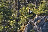 Steller's Sea-Eagle