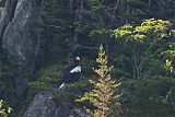 Steller's Sea-Eagle