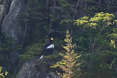Steller's Sea-Eagle