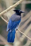 Steller's Jay