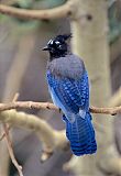 Steller's Jay