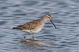 Stilt Sandpiper