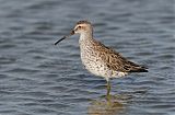 Stilt Sandpiper