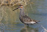 Stilt Sandpiper