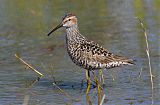 Stilt Sandpiper