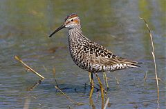 Stilt Sandpiper