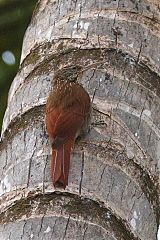 Streak-headed Woodcreeper