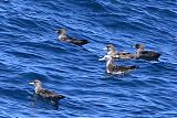 Streaked Shearwaterborder=