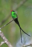 Red-billed Streamertailborder=