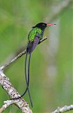 Red-billed Streamertailborder=