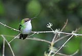 Red-billed Streamertailborder=