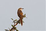 Striated Grassbirdborder=