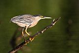 Striated Heron