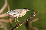 Striated Heron