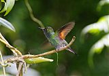 Stripe-tailed Hummingbird