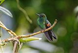 Stripe-tailed Hummingbirdborder=