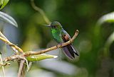 Stripe-tailed Hummingbird