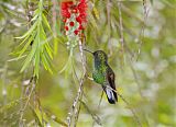 Stripe-tailed Hummingbird