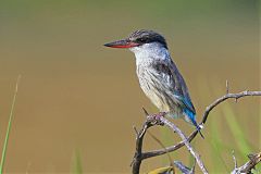 Striped Kingfisher