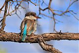 Striped Kingfisher