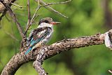 Striped Kingfisher