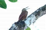 Strong-billed Woodcreeper