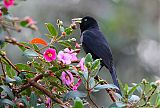 Scarlet-rumped Cacique