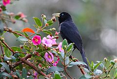 Scarlet-rumped Cacique