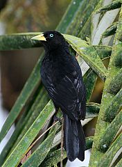 Scarlet-rumped Cacique