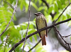 Sulphur-bellied Flycatcher