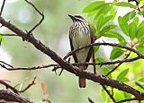 Sulphur-bellied Flycatcher