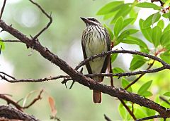 Sulphur-bellied Flycatcher