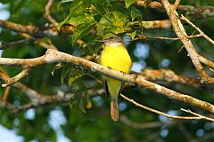 Sulphury Flycatcher
