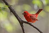 Summer Tanager