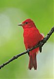 Summer Tanager