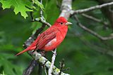 Summer Tanager