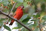 Summer Tanager