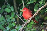 Summer Tanager