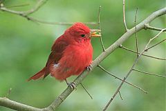 Summer Tanager