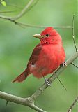 Summer Tanager