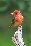 Summer Tanager