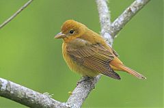 Summer Tanager