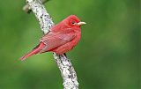 Summer Tanager