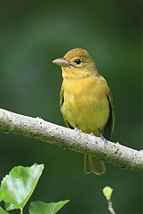 Summer Tanager