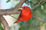 Summer Tanager