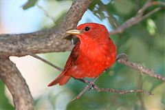 Summer Tanager