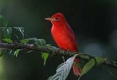 Summer Tanager